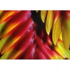 Fair Trade Media Bromelia Card - 2233