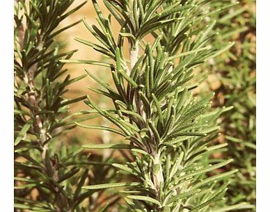 Scentee Smartphone Aroma Diffuser (Rosemary)