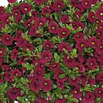 Bells&reg; Calibrachoa Magenta Plants