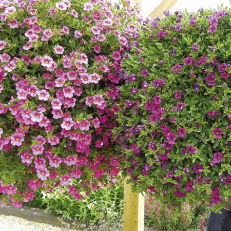 Floral Bellsandreg; Calibrachoa Collection