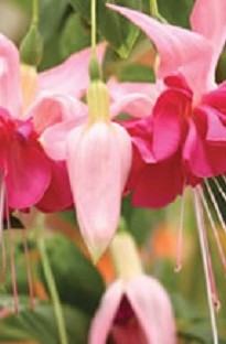giant Fuchsia Bella Rosella x 5 young plants   5 FREE!