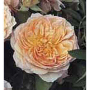 Ginger Syllabub Climbing Rose