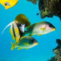 Glass Bottom Boat Trip Spring Tours Sharm El Sheikh Glass Bottom Boat