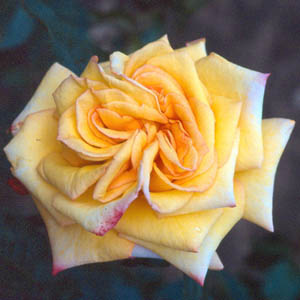 Jubilee - Hybrid Tea Rose