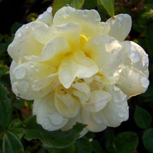 Golden Memories Floribunda Rose