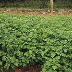 Manure Seeds - Mustard White