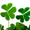 Lucky Shamrock