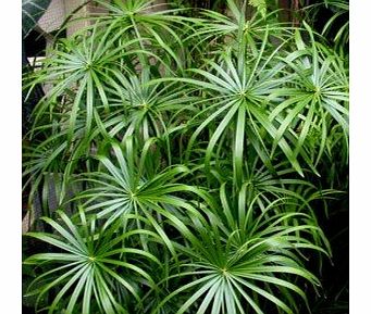 Grow Your Secret Garden Cyperus Umbrella Plant Seeds- House or Pond Plant