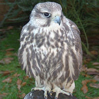 Birds of Prey Experience - Falcon