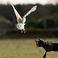 Birds of Prey Experience - Owl