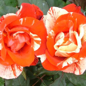 Floribunda Rose (pre-order now)