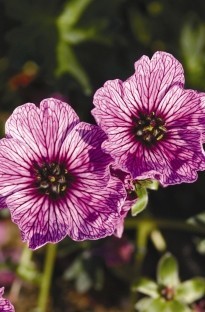 Hardy Geranium Claridge Druce x 1 litre