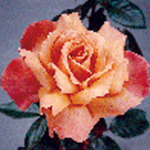 Heart of Gold Hybrid Tea Rose