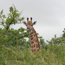 Game Reserve Day Tour - Adult