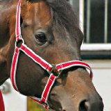 Amigo Headcollar and Leadrope