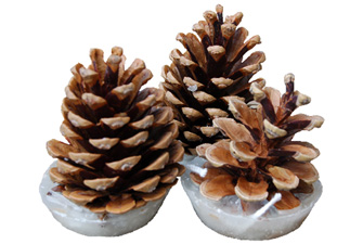 12 Cinnamon Pine Cone Fire Lighters