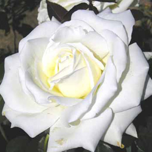 Ice Cream Hybrid Tea Rose (pre-order now)