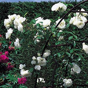 - Climbing Rose