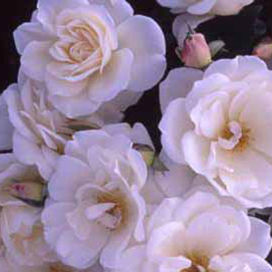 Iceberg - Floribunda Rose