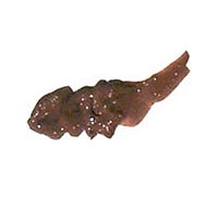 Illuminare Cosmetics Illuminare All Day Eye Colour Cafe Mocha