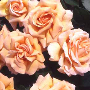 Indian Summer Hybrid Tea Rose