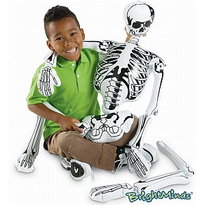 Parts Of A Skeleton