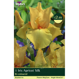 Apricot Silk Bulb