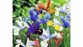 IRIS Bulbs - hollandica Mix