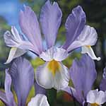 iris Dutch Silver Beauty