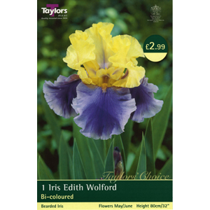 IRIS Edith Wolford Bulb