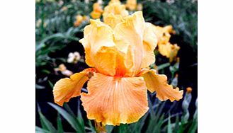 IRIS Plants - Apricot Silk