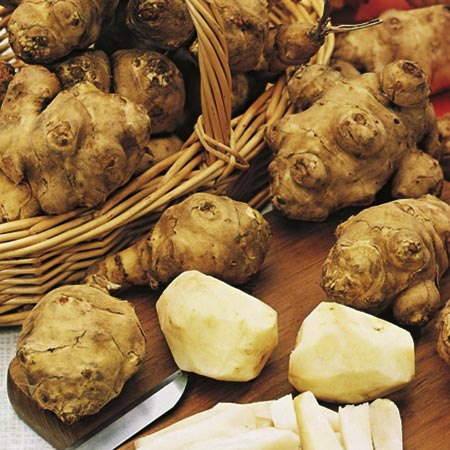 Jerusalem Artichoke Fuseau Tubers Pack of 20