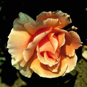 Joey Hybrid Tea Rose