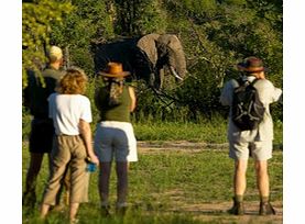 Morning Bush Walk - Single Adult