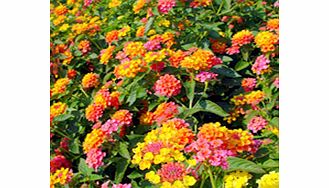 Lantana Plant - Miss Huff