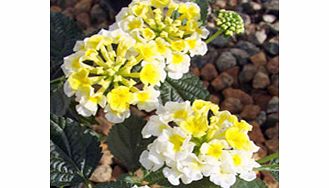 Lantana Plant - Sunny Side Up