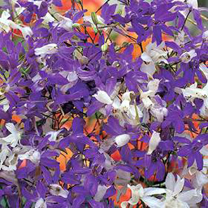 Larkspur Cloudy Skies Mixed Seeds