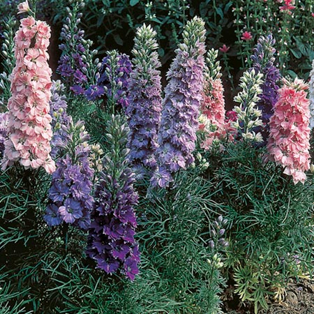 Hyacinth-Flowered Mixed Seeds