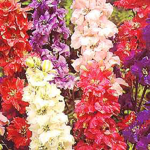 larkspur Improved Mixed Seeds