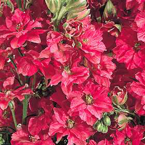 larkspur Kingsize Scarlet Seeds