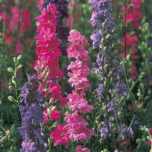 Stock Flowered Mix Seeds