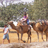 Larnaca Market and Camel Park Eman Travel and Tours Larnaca Market and Camel