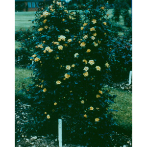 Laura Ford Climbing Rose