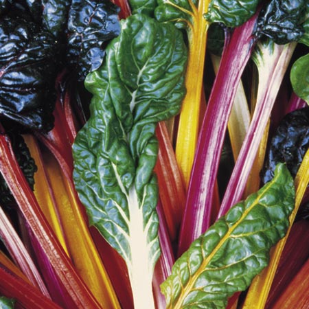 Beet Bright Lights Seeds Average Seeds 100