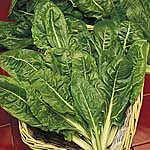 Leaf Beet Perpetual Spinach Plug Plants 474641.htm