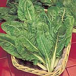 leaf Beet Perpetual Spinach Seeds - Triplepack