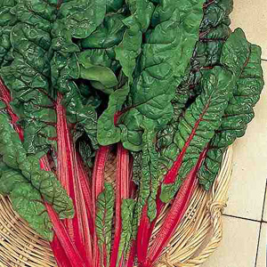 Beet Rhubarb Chard Seeds