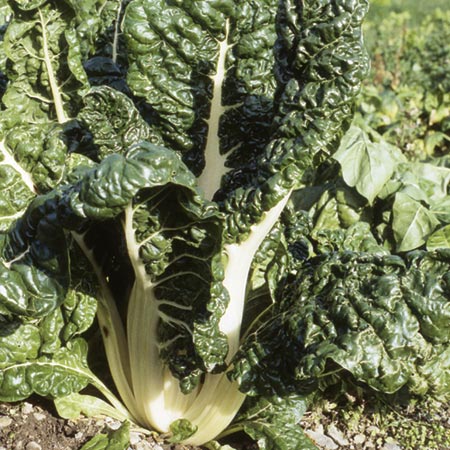 Beet Silver Chard Seeds (Spinach Beet)