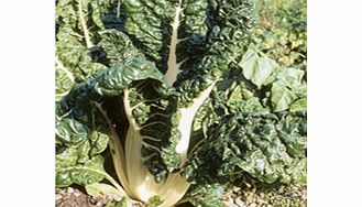 leaf Beet Silver Chard Seeds