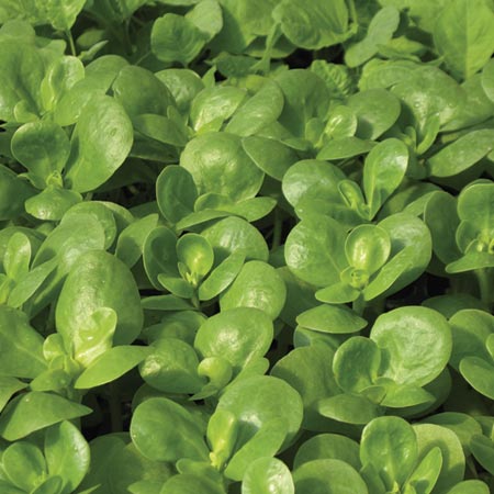 Salad - Purslane Golden Seeds Average Seeds